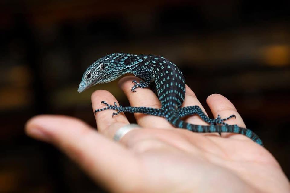 Blue tree monitor - Image 2