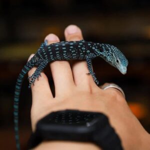 Blue tree monitor