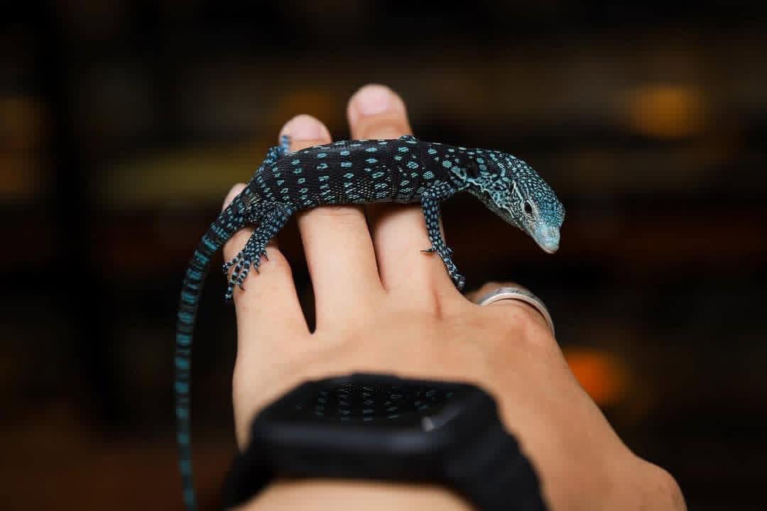 Blue tree monitor