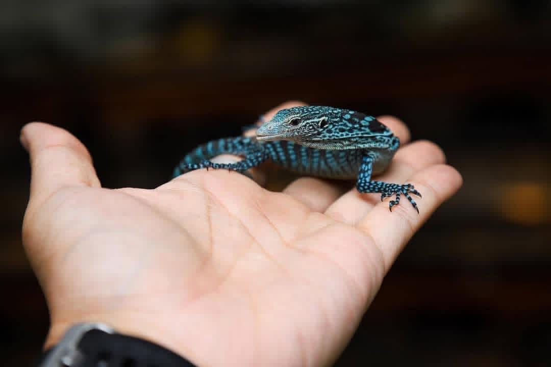 Blue tree monitor - Image 3