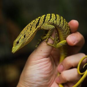 Yellow Tree monitor