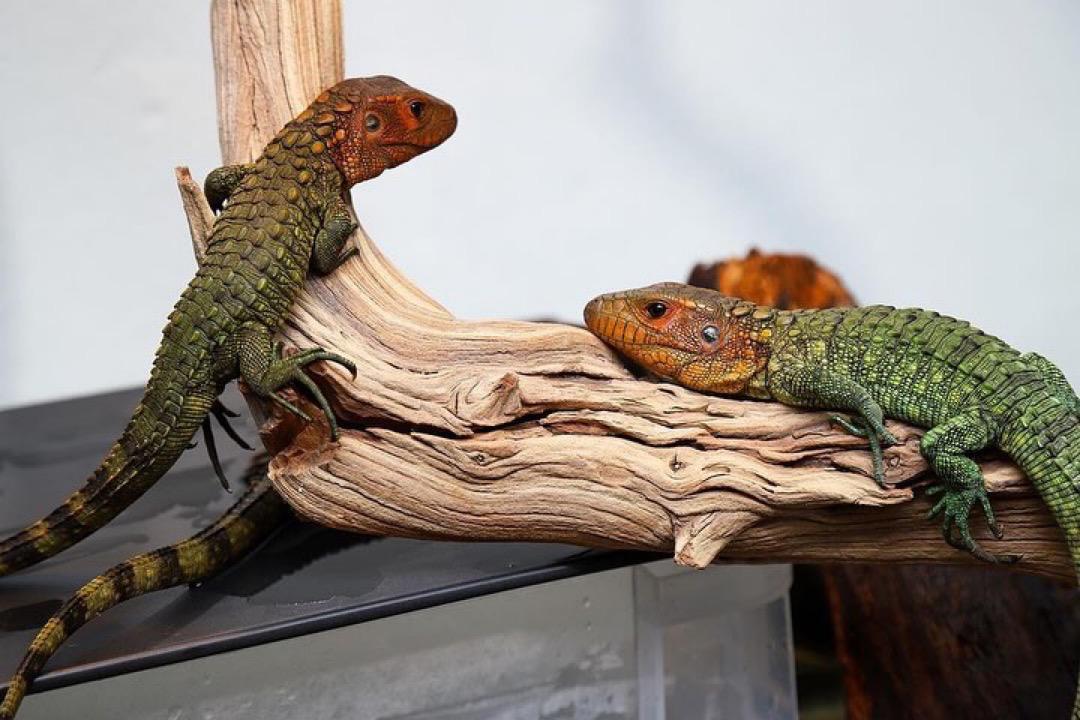 Caiman Lizards - Image 3