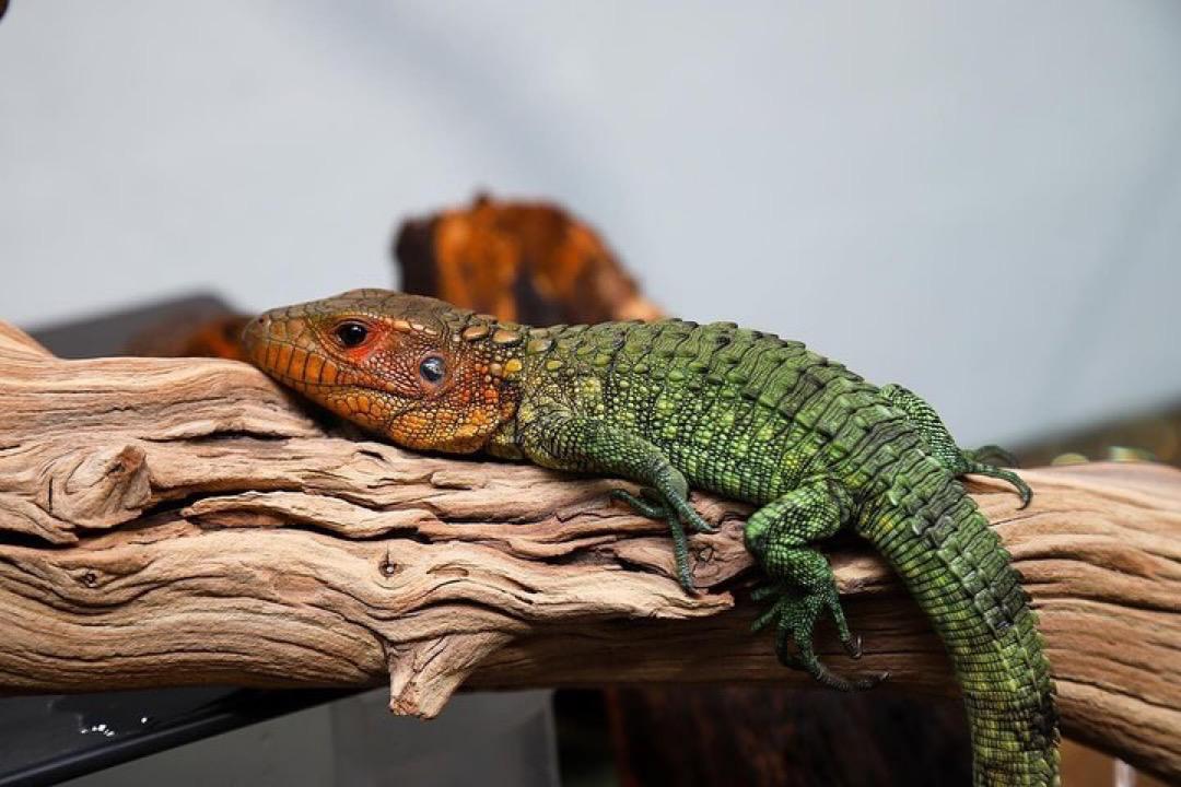 Caiman Lizards - Image 6