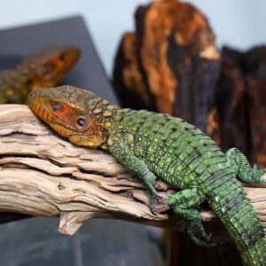 Caiman Lizards