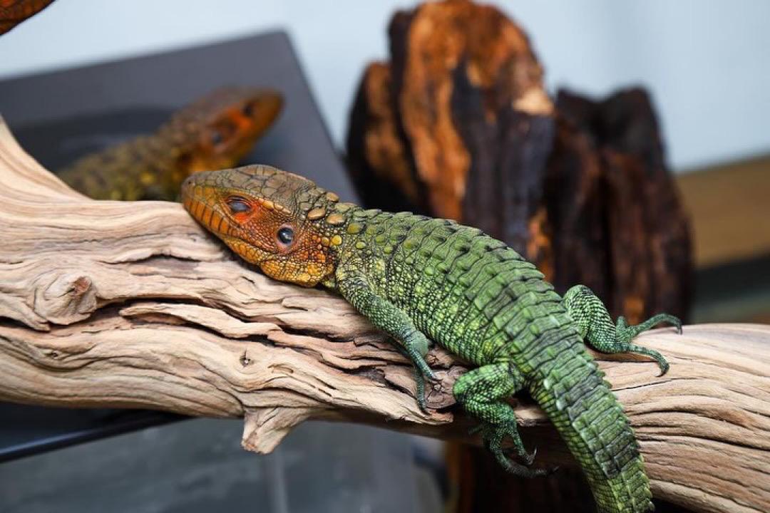 Caiman Lizards