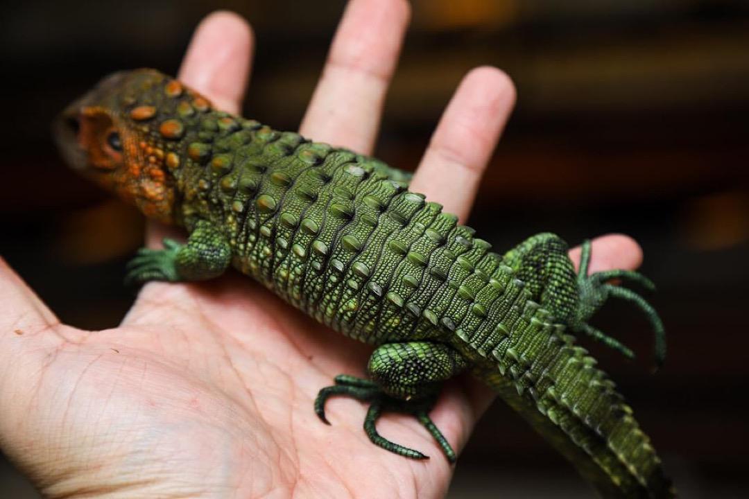 Caiman Lizards - Image 8