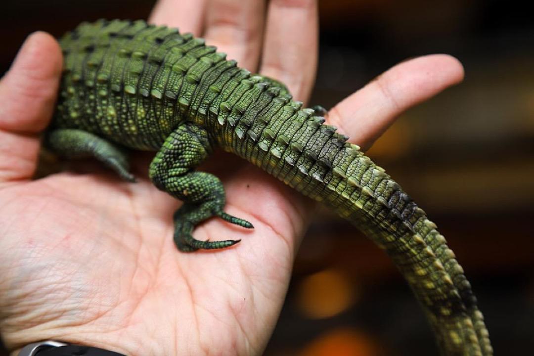 Caiman Lizards - Image 5