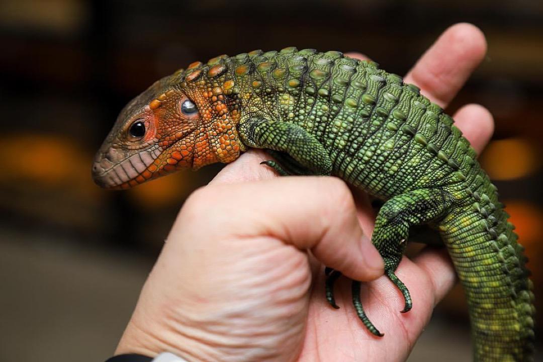 Caiman Lizards - Image 7