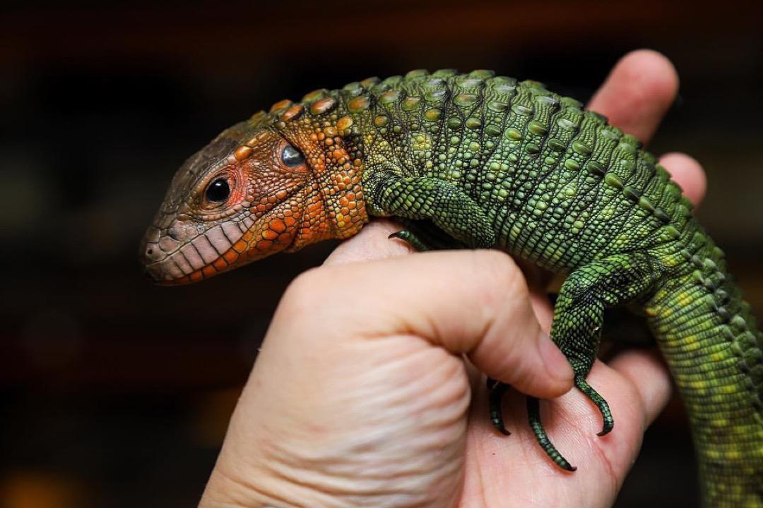 Caiman Lizards - Image 4