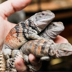 Yucatan Spiny Tail Iguana