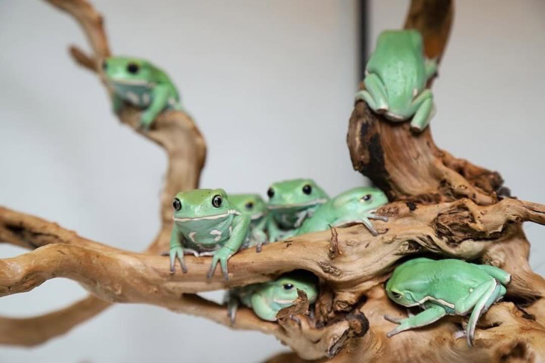 Giant Leaf Frog - Image 2