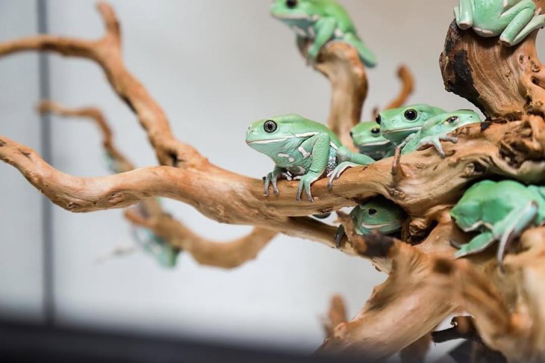 Giant Leaf Frog - Image 7