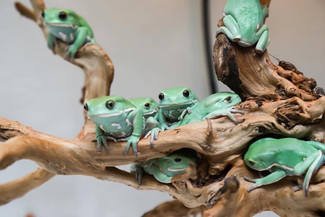 Giant Leaf Frog - Image 6