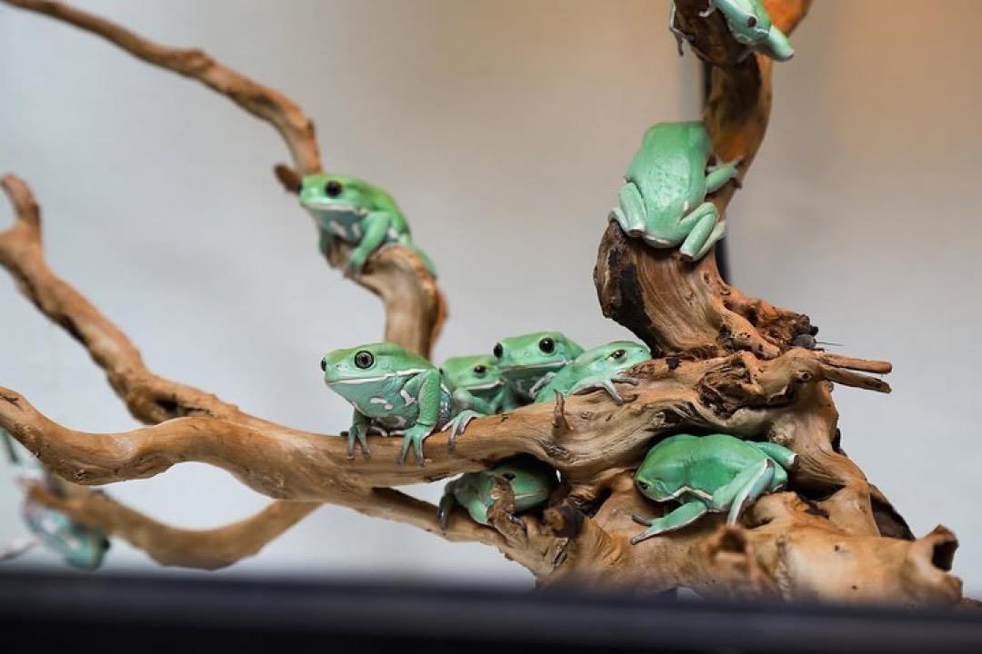 Giant Leaf Frog - Image 5