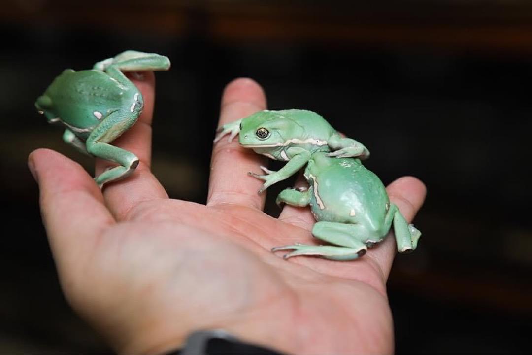 Giant Leaf Frog - Image 4