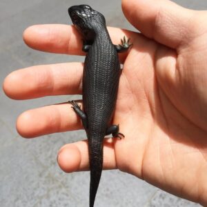 Melanistic Blue Tongue Skink